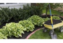 Zaboravite na čupanje korova: Dovoljno je da pospete 1 namirnicu po njemu, biće uništen Zaboravite na čupanje korova: Dovoljno je da pospete 1 namirnicu po njemu, biće uništen - featured image