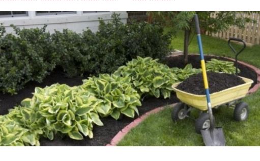 Zaboravite na čupanje korova: Dovoljno je da pospete 1 namirnicu po njemu, biće uništen Zaboravite na čupanje korova: Dovoljno je da pospete 1 namirnicu po njemu, biće uništen - featured image