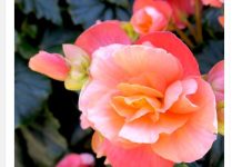 Svaka žena treba da gaji ovo cveće na terasi, donosi radost i sreću u kuću Svaka žena treba da gaji ovo cveće na terasi, donosi radost i sreću u kuću - featured image