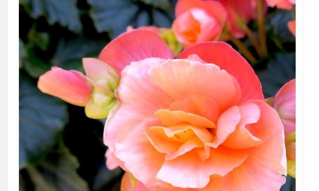 Svaka žena treba da gaji ovo cveće na terasi, donosi radost i sreću u kuću Svaka žena treba da gaji ovo cveće na terasi, donosi radost i sreću u kuću - featured image