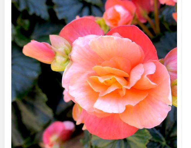 Svaka žena treba da gaji ovo cveće na terasi, donosi radost i sreću u kuću - featured image