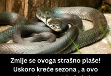 ZMIJE SE SAMO OVOGA KRVNIČKI PLAŠE! Čim to OSETE BEŽE KAO LUDE! Nikada se NEĆE VRATITI, Srbi, SAMO U TOME JE SPAS!