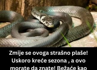 ZMIJE SE SAMO OVOGA KRVNIČKI PLAŠE! Čim to OSETE BEŽE KAO LUDE! Nikada se NEĆE VRATITI, Srbi, SAMO U TOME JE SPAS!