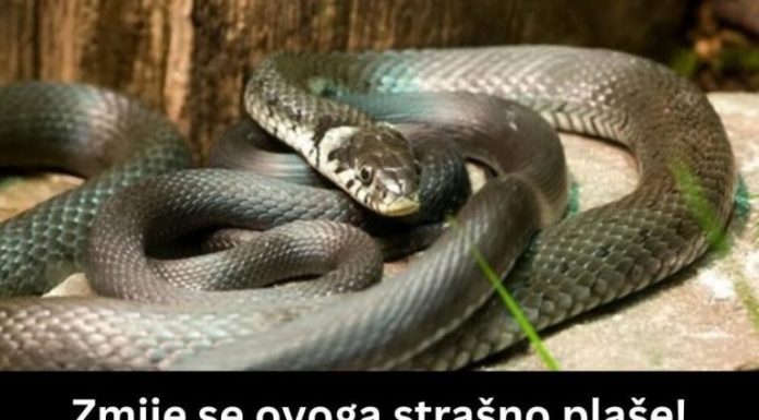 ZMIJE SE SAMO OVOGA KRVNIČKI PLAŠE! Čim to OSETE BEŽE KAO LUDE! Nikada se NEĆE VRATITI, Srbi, SAMO U TOME JE SPAS!