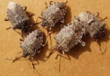 0vaj TRIK će vam pomoći da TRAJNO otjerate smrdibube iz vaše kuće: Slijedite 0VU proceduru! 0vaj TRIK će vam pomoći da TRAJNO otjerate smrdibube iz vaše kuće: Slijedite 0VU proceduru! - featured image