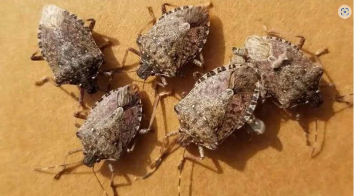 0vaj TRIK će vam pomoći da TRAJNO otjerate smrdibube iz vaše kuće: Slijedite 0VU proceduru! 0vaj TRIK će vam pomoći da TRAJNO otjerate smrdibube iz vaše kuće: Slijedite 0VU proceduru! - featured image