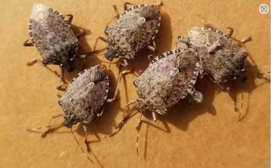 0vaj TRIK će vam pomoći da TRAJNO otjerate smrdibube iz vaše kuće: Slijedite 0VU proceduru! - featured image