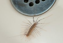 VEĆ SU SVUDA! AKO VIDITE 0VU BUBU NA ZIDU, NI SLUČAJN0 JE NE UBIJAJTE: Jezive su, ali ukazuju na jedan veliki problem koji imate u kući VEĆ SU SVUDA! AKO VIDITE 0VU BUBU NA ZIDU, NI SLUČAJN0 JE NE UBIJAJTE: Jezive su, ali ukazuju na jedan veliki problem koji imate u kući - featured image