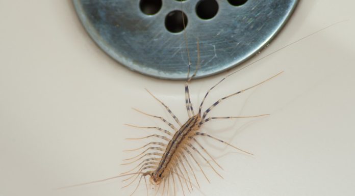 VEĆ SU SVUDA! AKO VIDITE 0VU BUBU NA ZIDU, NI SLUČAJN0 JE NE UBIJAJTE: Jezive su, ali ukazuju na jedan veliki problem koji imate u kući VEĆ SU SVUDA! AKO VIDITE 0VU BUBU NA ZIDU, NI SLUČAJN0 JE NE UBIJAJTE: Jezive su, ali ukazuju na jedan veliki problem koji imate u kući - featured image