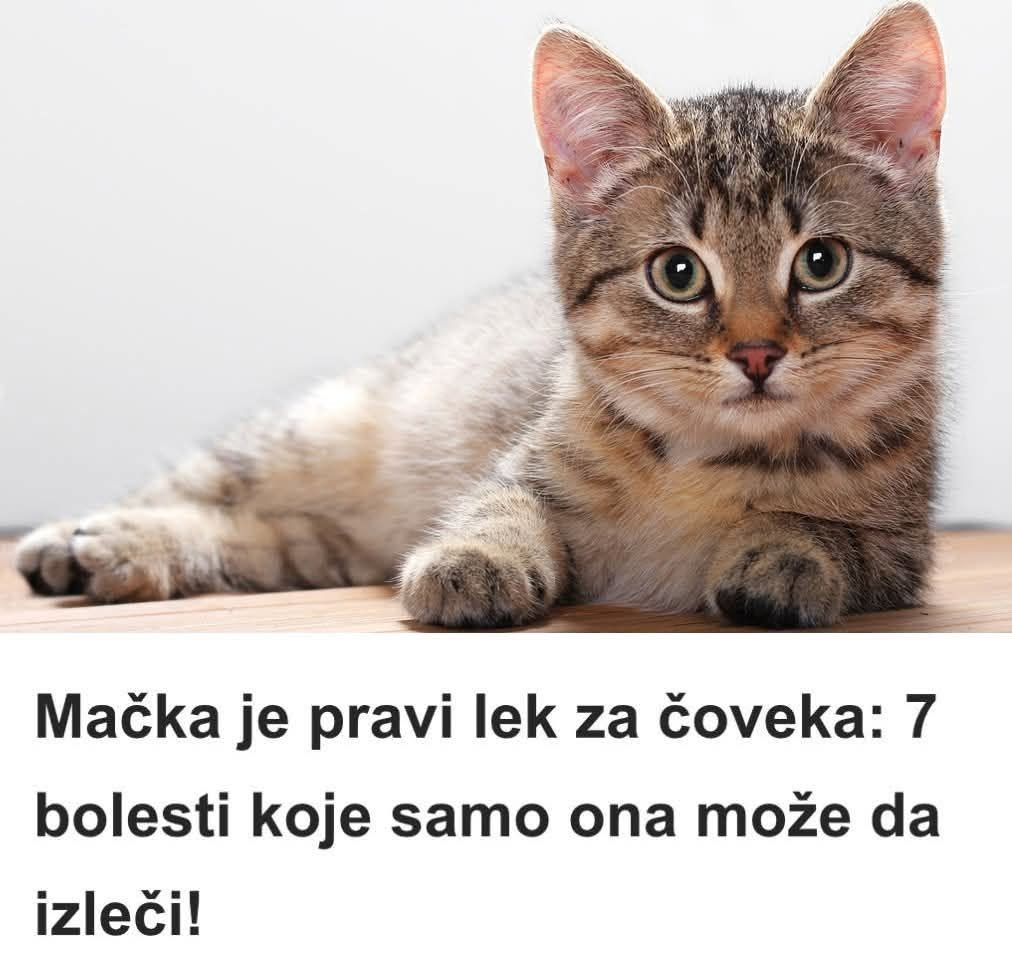 Mačka je pravi lek za čoveka: 7 bolesti koje samo ona može da izleči! - featured image Mačka je pravi lek za čoveka: 7 bolesti koje samo ona može da izleči! - featured image