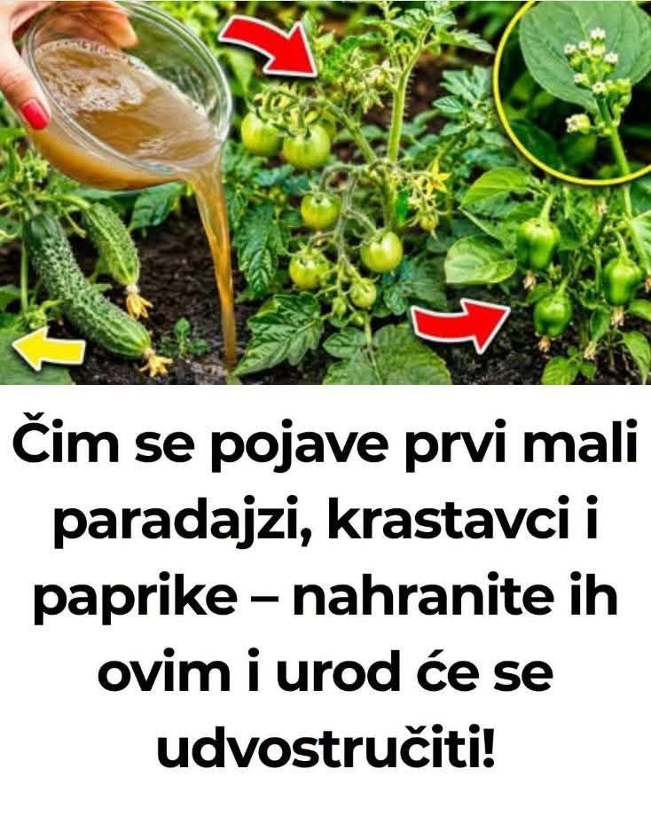 Zalijte paradajz i krastavac ovim rastvorom i rađaće do besvijesti: Baštovanski trik odmah djeluje - featured image Zalijte paradajz i krastavac ovim rastvorom i rađaće do besvijesti: Baštovanski trik odmah djeluje - featured image