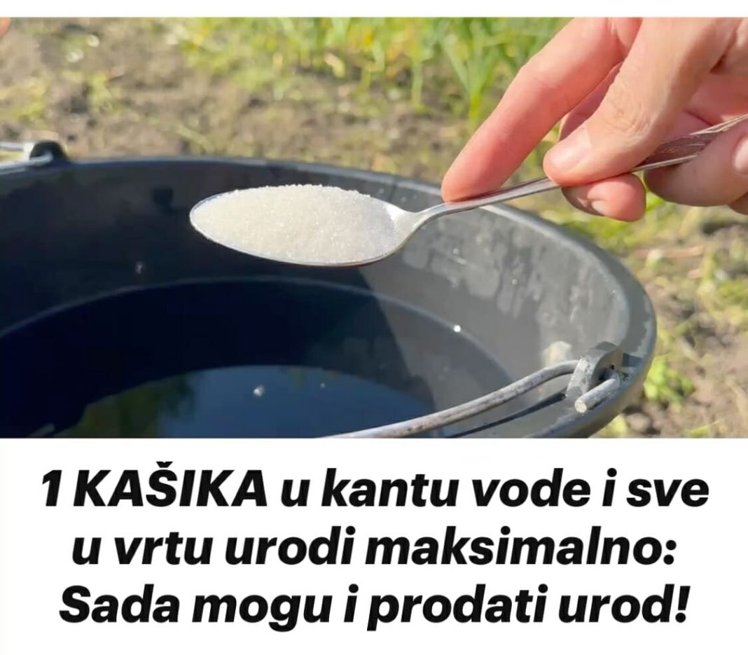 1 KAŠIKA u kantu vode i sve u vrtu urodi maksimalno: Sada mogu i prodati urod! - featured image 1 KAŠIKA u kantu vode i sve u vrtu urodi maksimalno: Sada mogu i prodati urod! - featured image