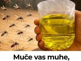 Korisni savjeti kako se riješiti muha i komaraca u kući Korisni savjeti kako se riješiti muha i komaraca u kući - featured image
