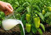 Samo rijetki znaju ovu caku: Zalijte mlade paprike ovim rastvorom i rodiće kao nikad prije! Samo rijetki znaju ovu caku: Zalijte mlade paprike ovim rastvorom i rodiće kao nikad prije! - featured image