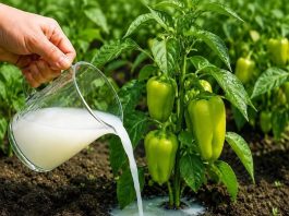 Samo rijetki znaju ovu caku: Zalijte mlade paprike ovim rastvorom i rodiće kao nikad prije! Samo rijetki znaju ovu caku: Zalijte mlade paprike ovim rastvorom i rodiće kao nikad prije! - featured image