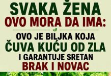 Ova biljka ČUVA kuću od zla i garantuje sretan BRAK i NOVAC: Obavezna je u kući! Ova biljka ČUVA kuću od zla i garantuje sretan BRAK i NOVAC: Obavezna je u kući! - featured image