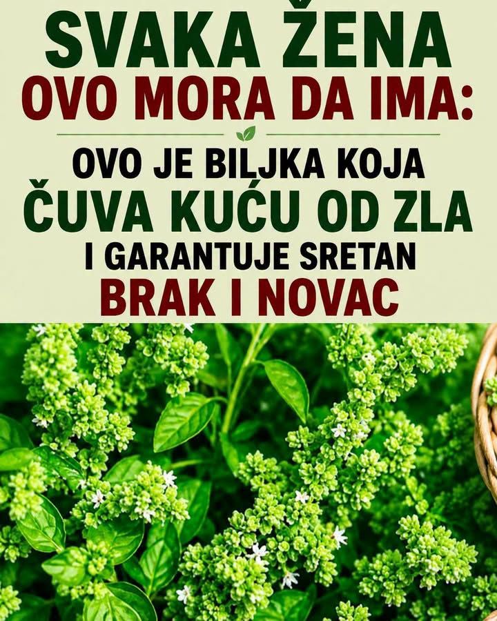 Ova biljka ČUVA kuću od zla i garantuje sretan BRAK i NOVAC: Obavezna je u kući! - featured image