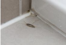 Srebrne ribice u domu: neugledan znak da se iza zidova možda zadržava vlaga Srebrne ribice u domu: neugledan znak da se iza zidova možda zadržava vlaga - featured image