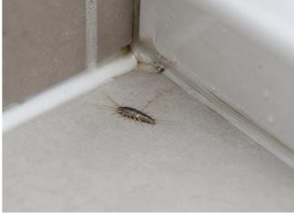 Srebrne ribice u domu: neugledan znak da se iza zidova možda zadržava vlaga Srebrne ribice u domu: neugledan znak da se iza zidova možda zadržava vlaga - featured image