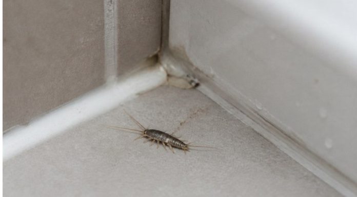 Srebrne ribice u domu: neugledan znak da se iza zidova možda zadržava vlaga Srebrne ribice u domu: neugledan znak da se iza zidova možda zadržava vlaga - featured image