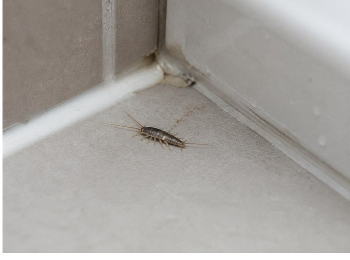 Srebrne ribice u domu: neugledan znak da se iza zidova možda zadržava vlaga - featured image
